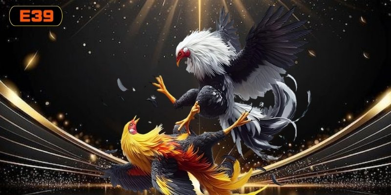 Các thế đá gà đòn độc thường xuất hiện trong trận đấu