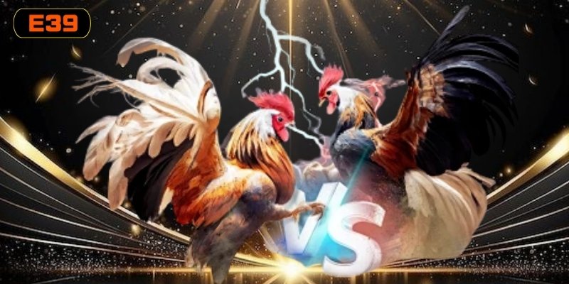 Đá Gà Thomo – Cập Nhật Đầy Đủ Các Trận Đấu C1 Nhanh Chóng