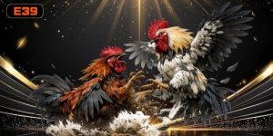 Thể Gà Đá Xạ – Đặc Điểm, Lối Đá Và Cách Nhận Biết Nổi Bật